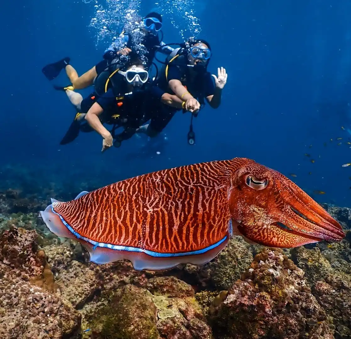Hotels near Princess Divers - Scuba Diving Phi Phi Island