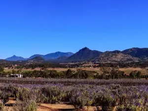 Kooroomba Vineyards and Lavender Farm.