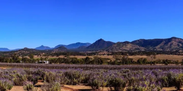 Kooroomba Vineyards and Lavender Farm