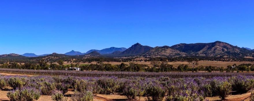 Kooroomba Vineyards and Lavender Farm.
