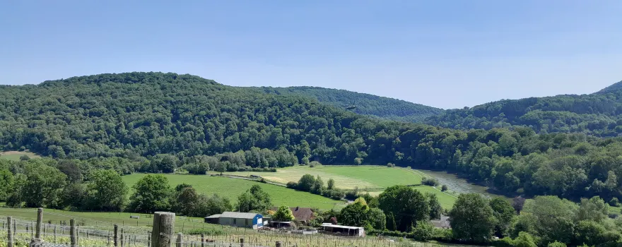 Parva Farm Vineyard