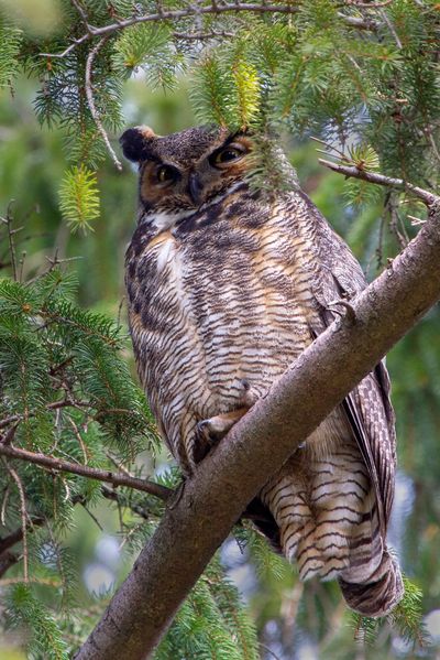 ​Gibbons Park
