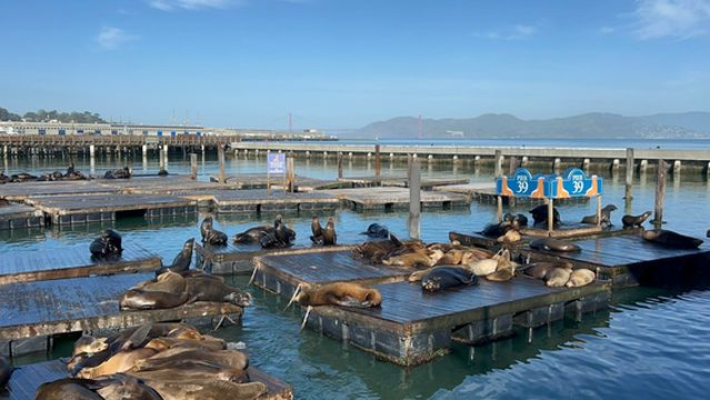 Sea Lions