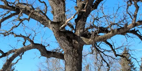 Coon Rapids Dam Regional Park