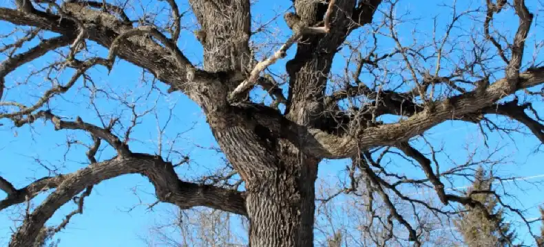 Hotels in Coon Rapids