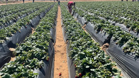 Carlsbad Strawberry Company