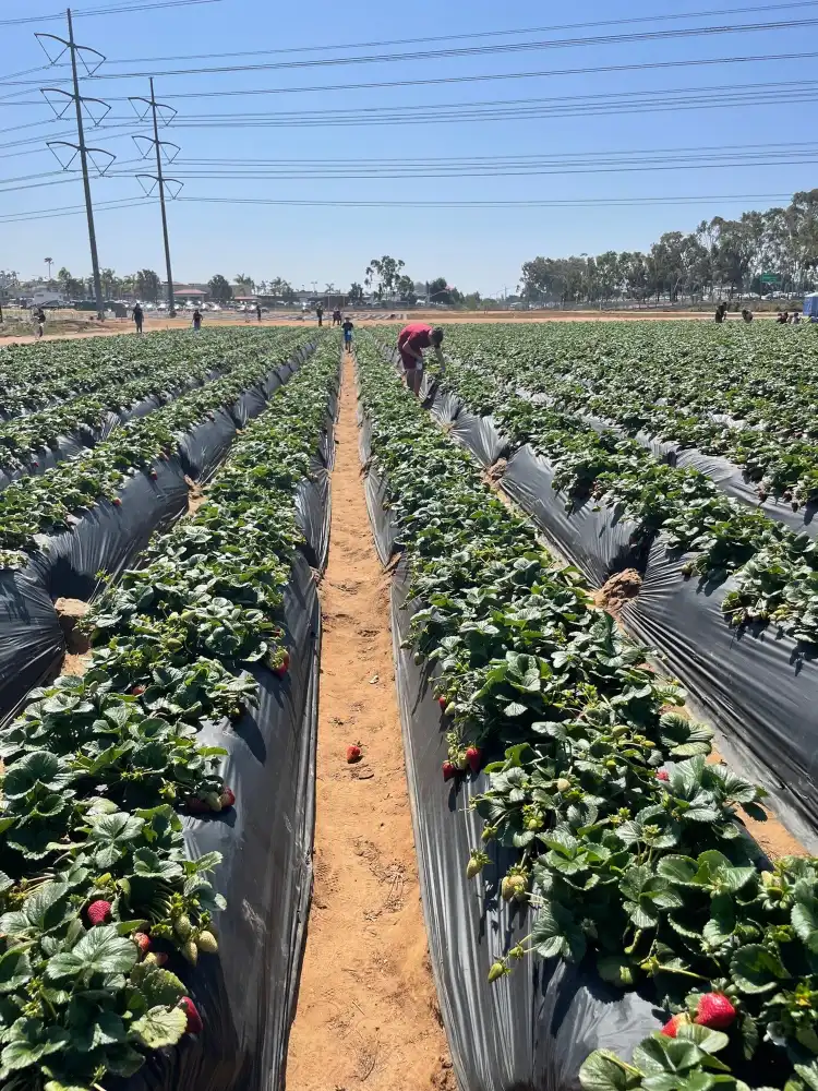 Hotels in der Nähe von U-Pick Carlsbad Strawberry Company