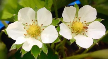 Libtong Strawberry Garden