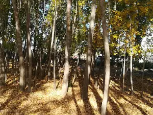 Dendropark