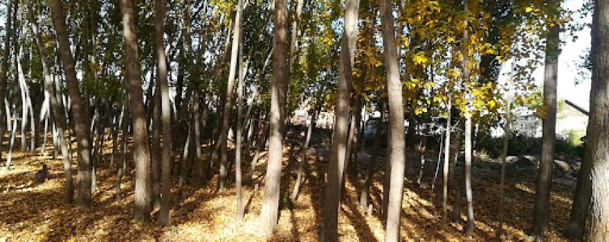 Dendropark