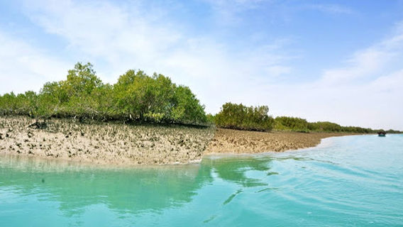 Mangrove Forest Tabl