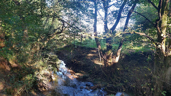 Bog Wood