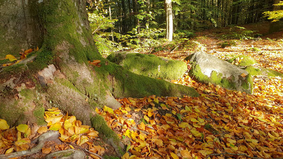 Dömestorps strövområde i Osbecks bokskogar
