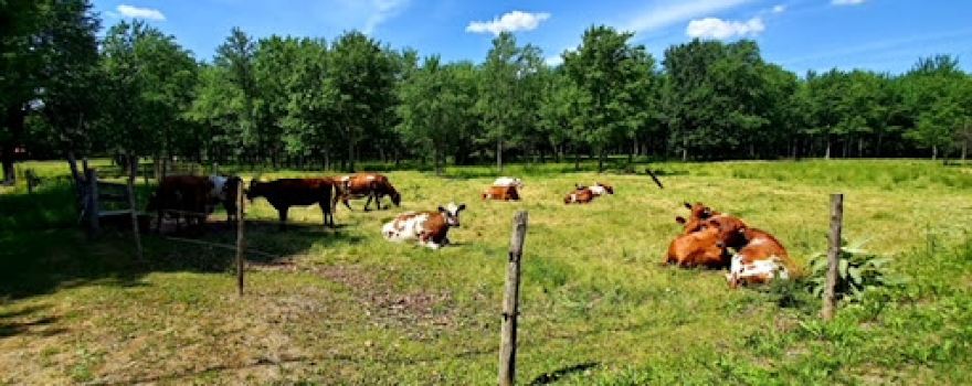 Gemme mon été à la ferme