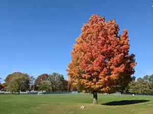 Memorial Park