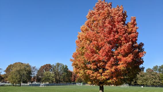 Memorial Park
