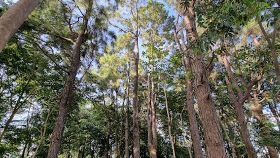 Little Baguio (Sitio Tala)