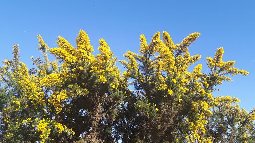 Brandes de Soyaux
