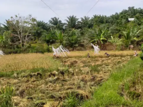 Lapangan Bola Kampung Mesjid