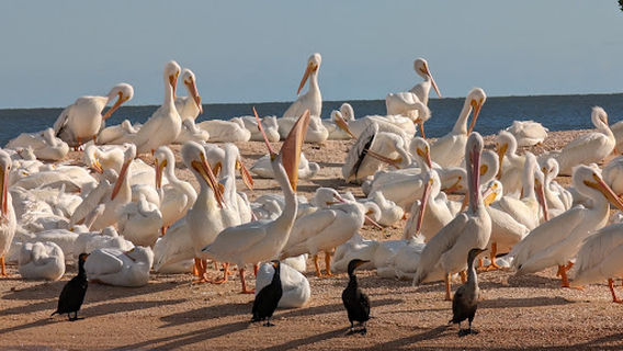 Captain Craig's Everglades Boat Adventures