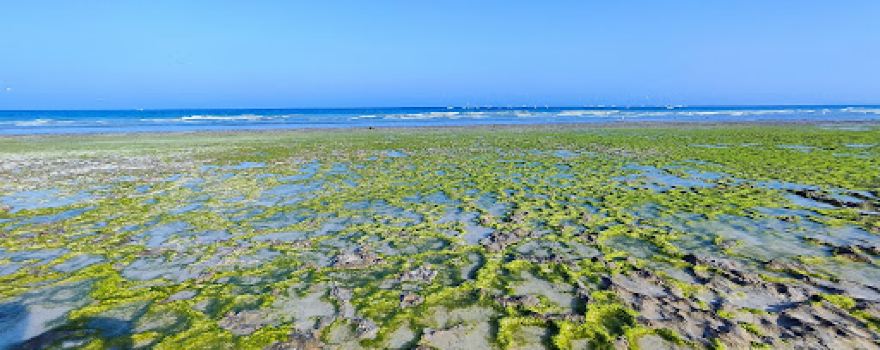 Al-Shua'aer Beach | شاطئ الشوعير