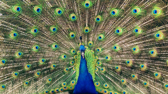 Petting Zoo Hoek van Holland