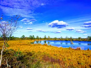 Koigi bog and hiking path