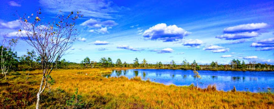 Koigi bog and hiking path