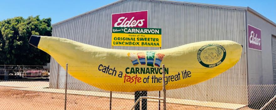 Carnarvon Big Banana