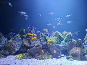Trts Galaktika, Okeanarium "Akvatika"