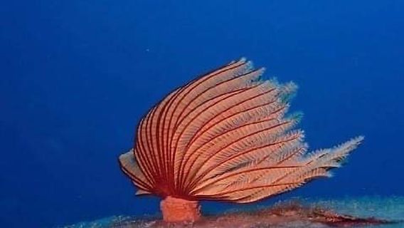 Aqaba Shark Dive Centre