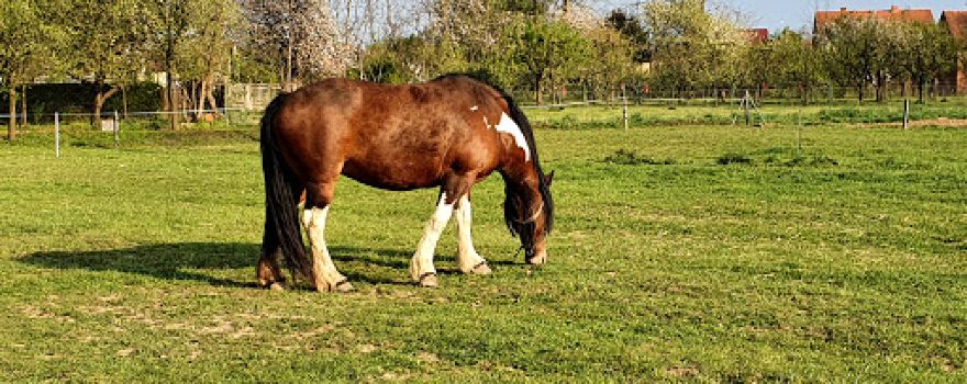 Ranč Ponyland