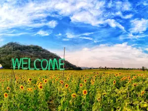 Lopburi Sunflower Field (Nov-Jan)