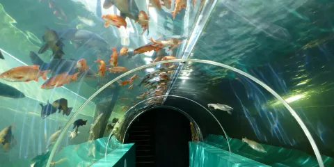 湖區水族館