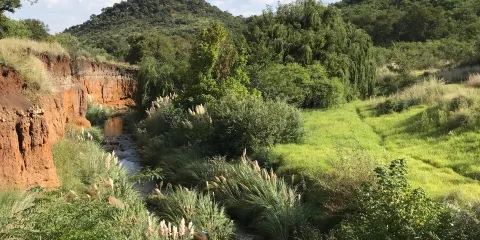 Klipriviersberg Nature Reserve