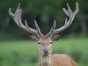Wildpark Muden