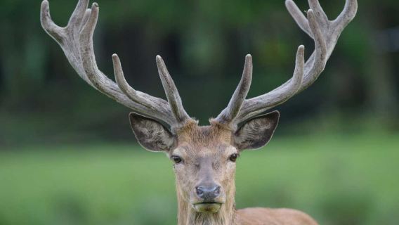 Wildpark Muden