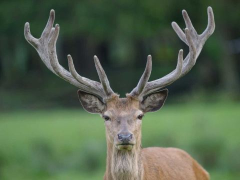 Wildpark Muden
