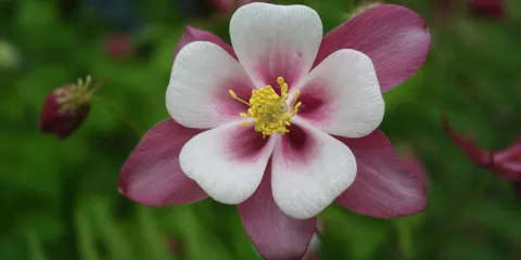 Explorers' Garden at Pitlochry Theatre