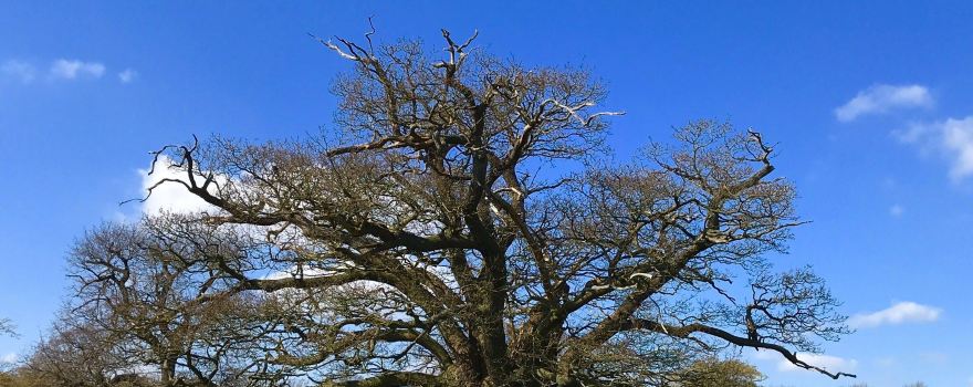 Hatfield Forest Nature Reserve