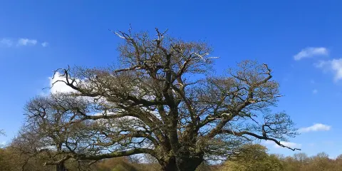 Hatfield Forest Nature Reserve