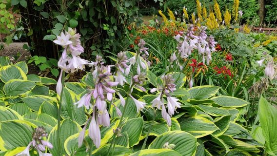 Różanka Rose Garden