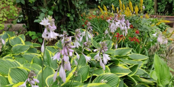 Różanka Rose Garden