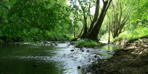 Knapp & Papermill Reserve