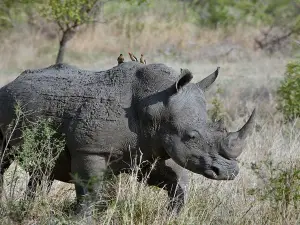 Rhino Fund Uganda