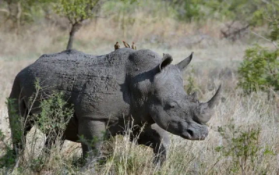 Rhino Fund Uganda