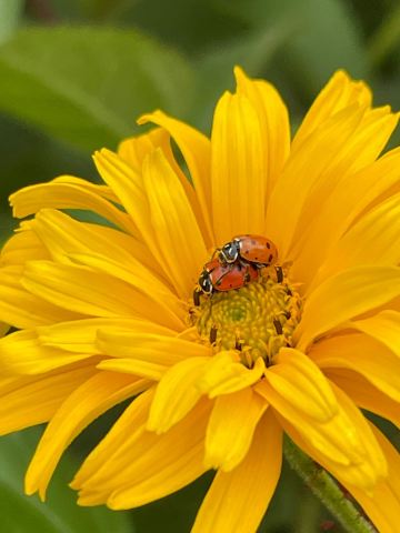 CSU Annual Flower Trial Gardens