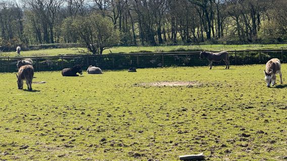 The Flicka Foundation Donkey Sanctuary