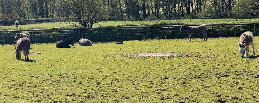 The Flicka Foundation Donkey Sanctuary