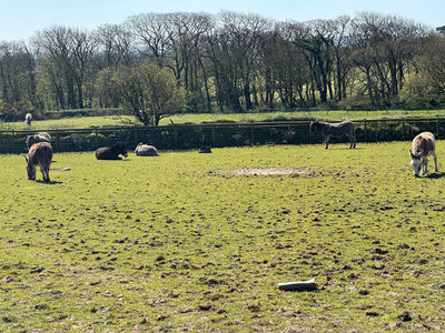 The Flicka Foundation Donkey Sanctuary
